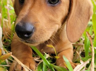 Mini dachshund