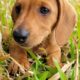 Mini dachshund