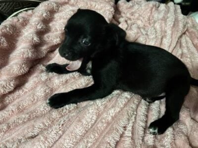 1 Female chihuahua For Adoption