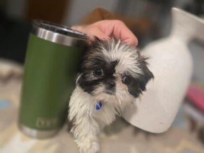 Mini shih tzu male