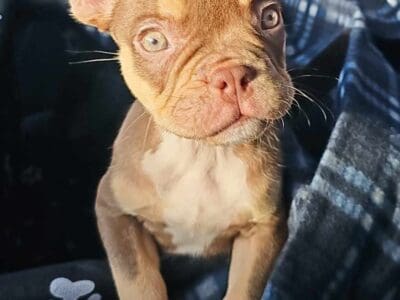 French Bulldog puppy 16 weeks