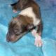 AKC Rough collies ready for homes April 10th 2025