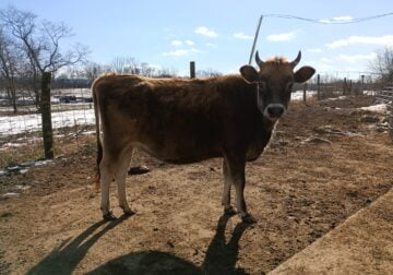 Bred Jersey Heifer