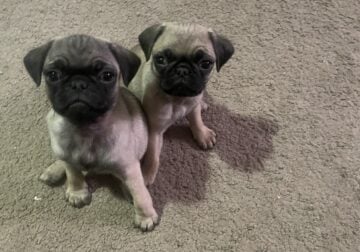 Precious Pug Puppies