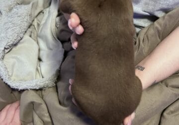 Pitt puppies