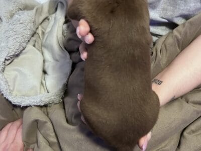 Pitt puppies