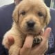 AKC Golden Retriever