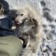 Female Samoyed Mix in MN