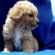 Minnie poodle mix Bichon puppies