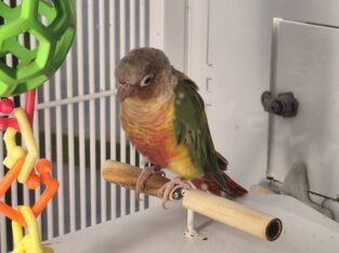 green cheek