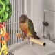 green cheek