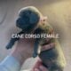 Cane corso