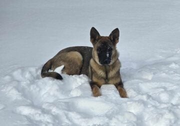 German shepard pup