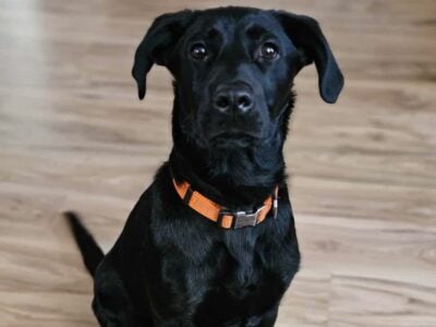 Black Lab mix