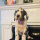Euro Great Danes