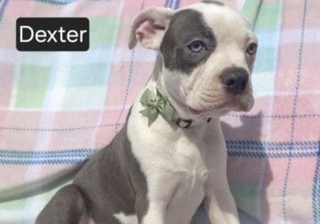 $500 THIS WEEKEND ONLY “Dexter”