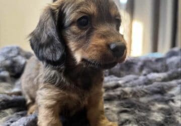 Mini Female Dachshund
