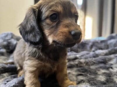 Mini Female Dachshund