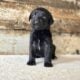 F1 Standard Labradoodles