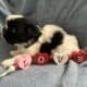 CKC Registered Shih Tzu Puppy