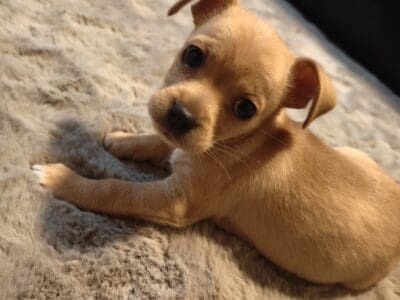 Puppy for sale