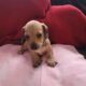 Dachshound 2 female and 2 males that are pieball