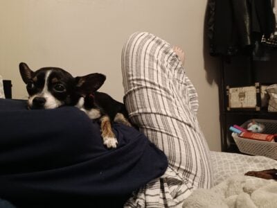 Applehead Chihuahua