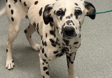 Dalmation