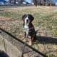 Service dog in training, willow,puppy