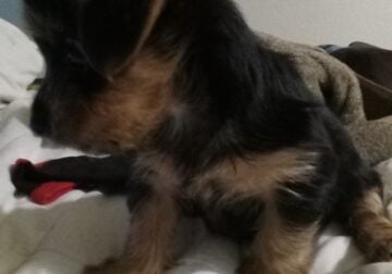 2 Mth Yorkie