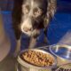 Rehoming 2 Border Collie Puppies