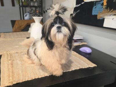 shih tzu girl