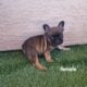 Adorable French Bulldog Puppies Ready for Their Ne