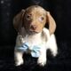 Reggie ACA Mini Dachshund