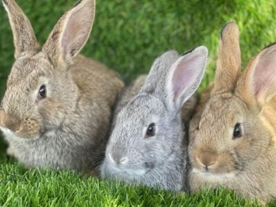 Rabbits For Sale