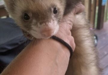 Male Ferret