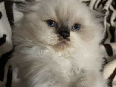 Ragdoll Kittens