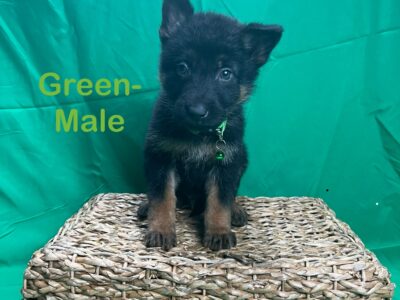 German shepherd puppies