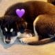 Rehoming 2 Border Collie Puppies