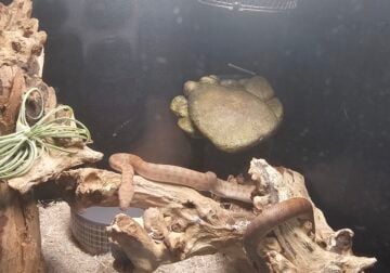 Childrens Python, male