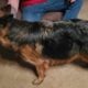 Sable german shepherd