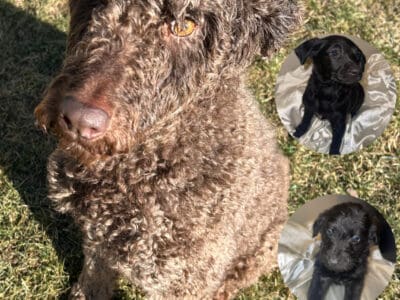 Mixed Bernedoodle Puppies & Mom