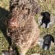 Mixed Bernedoodle Puppies & Mom