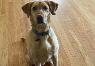 Free Dog to a good home