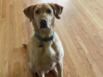 Free Dog to a good home