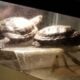 Red Ear Slider Turtles