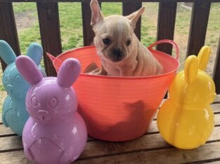French Bulldog Ochelata