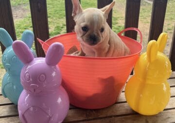 French Bulldog Ochelata