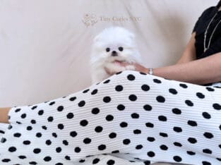 Teacup Pomeranian Penn