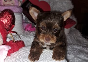 Yorkie male 3